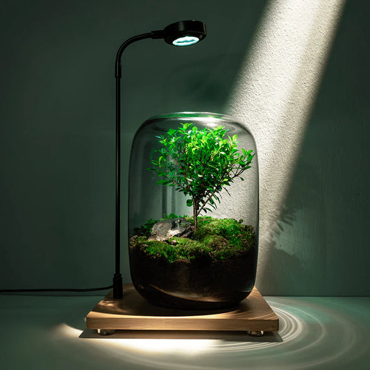 Sky Terrarium Tree of Life